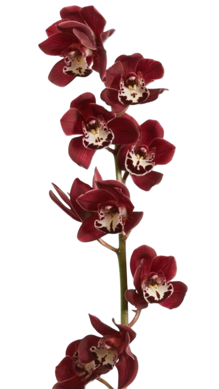 Cymbidium Red Vampire